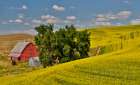 USA, Washington State, Palouse. Canola field and red barn Art Print